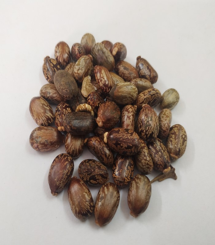 Castor Seeds (raw) / Aamanakku Vithai