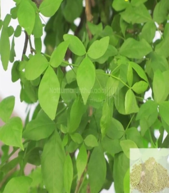 Aamanakku Vithai / Castor Seeds (raw)