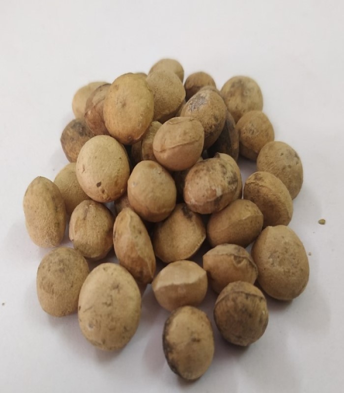 Aamanakku Vithai / Castor Seeds (raw)
