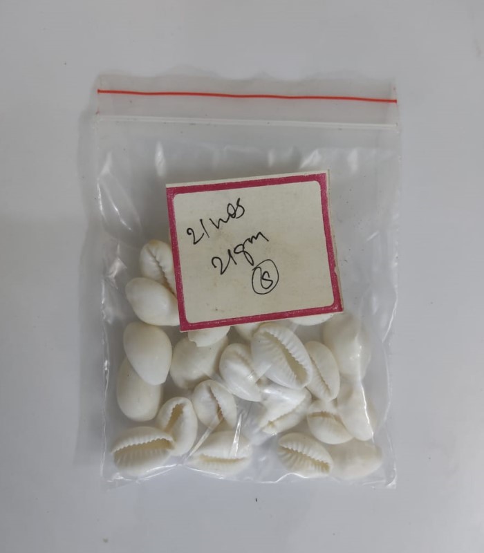 Cowry Sea Shells / Sozhi / Chozhi - White (Small - 21Nos)