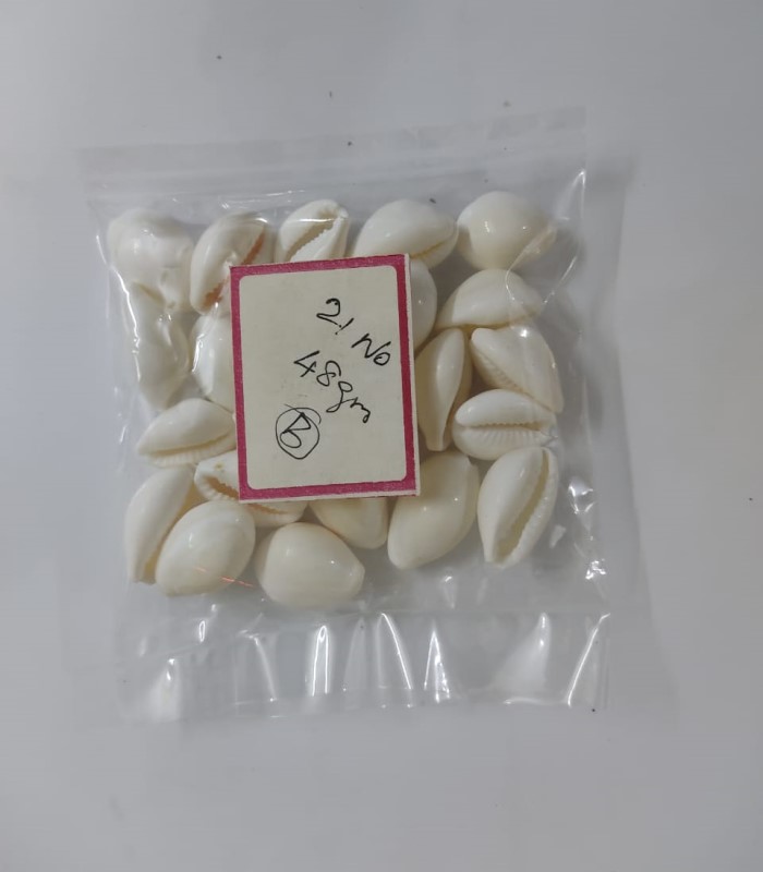 Cowry Sea Shells / Sozhi / Chozhi - White (Big- 21Nos)