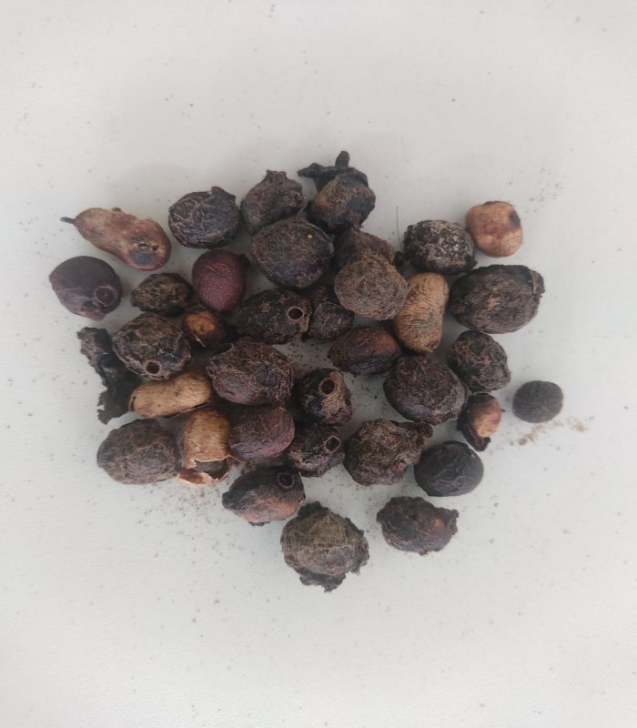 Jamun Tree Seed Dried (Raw) / Naval Kottai 