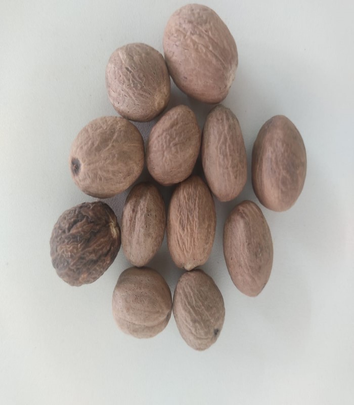 Jathikai / Nutmeg Dried (Raw)