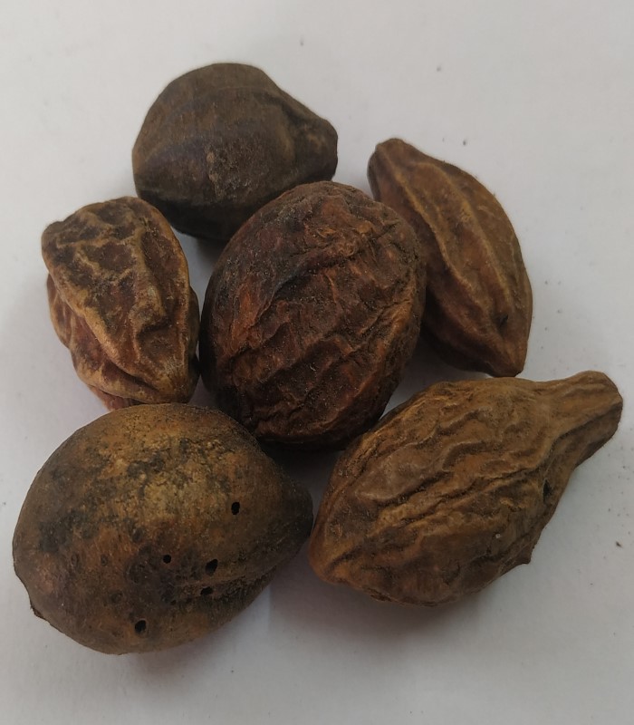 Ink Nut, Chebulie Dried (raw) / Kadukkai