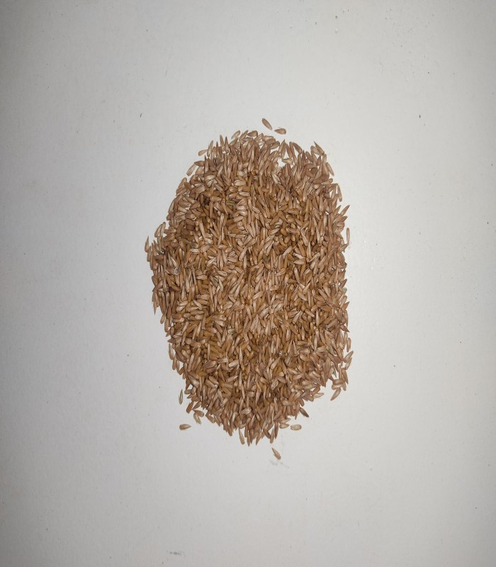 Soapnut Dried ( Raw ) / Boondi Kottai