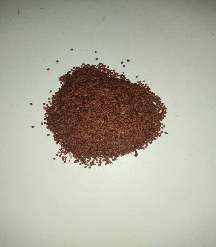 Neermulli Seed / Marsh Barbel Dried Seed (Raw)