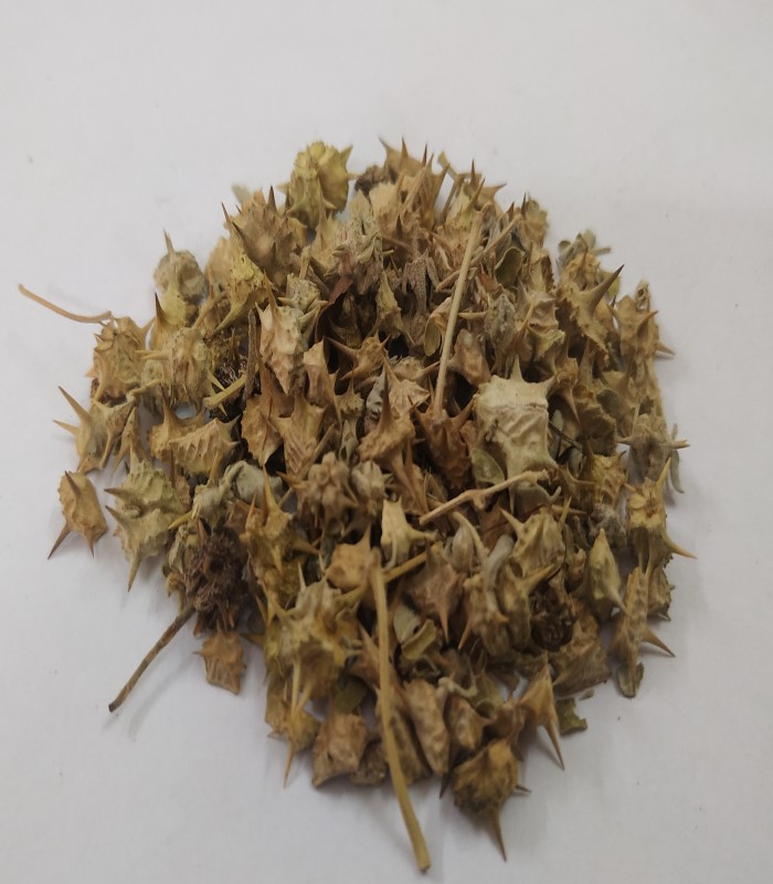 Indian Rennet Flower Dried (Raw) / Paneer Poo