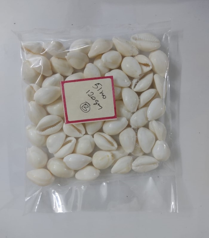 Cowry Sea Shells / Sozhi / Chozhi - White (Big- 51Nos)