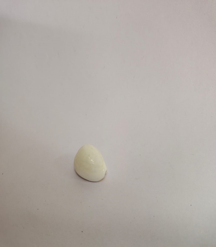 White Sozhi ( 21 nos )